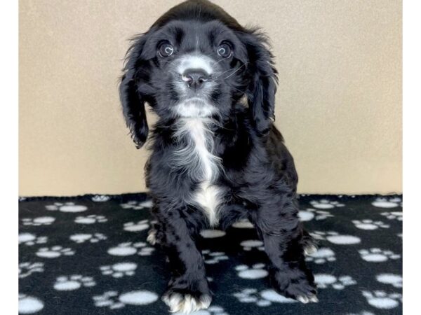 Cocker Spaniel DOG Female Black 2299 Petland Florence, Kentucky