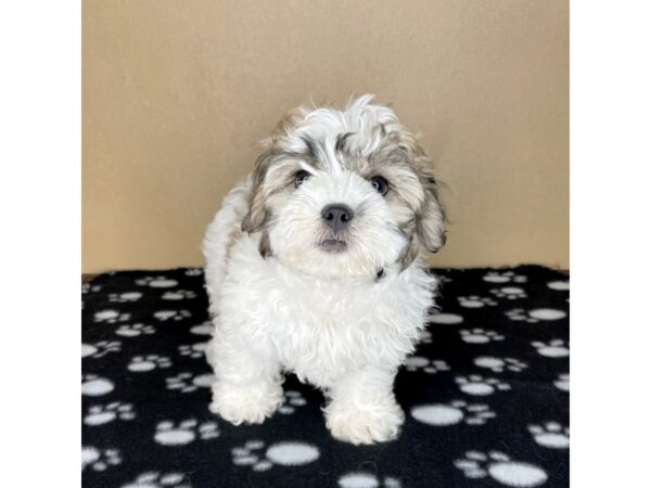 Teddy Bear DOG Male Gold / White 2298 Petland Florence, Kentucky