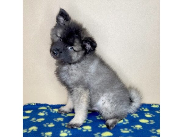 Keeshond-DOG-Male-Silver Sable-2297-Petland Florence, Kentucky