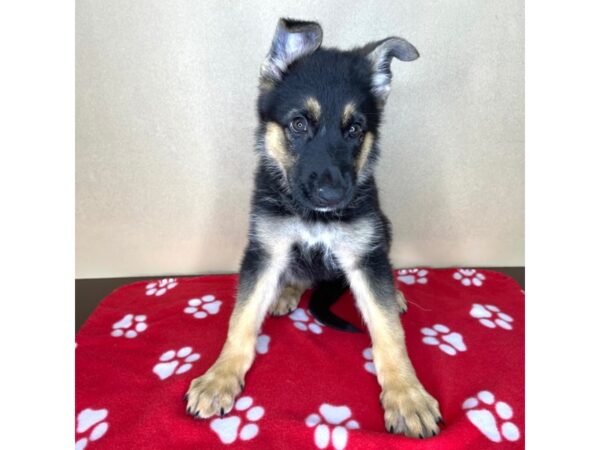 German Shepherd Dog-DOG-Female-Black / Tan-2313-Petland Florence, Kentucky