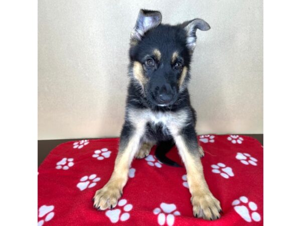 German Shepherd Dog DOG Female Black / Tan 2313 Petland Florence, Kentucky