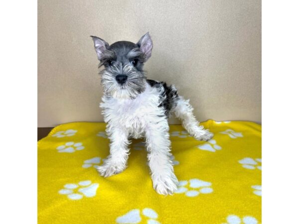 Miniature Schnauzer DOG Female Salt / Pepper 2314 Petland Florence, Kentucky