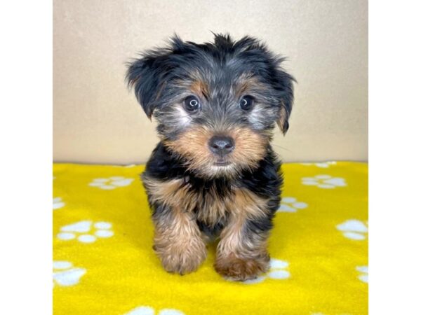 Yorkshire Terrier DOG Male Black / Tan 2315 Petland Florence, Kentucky