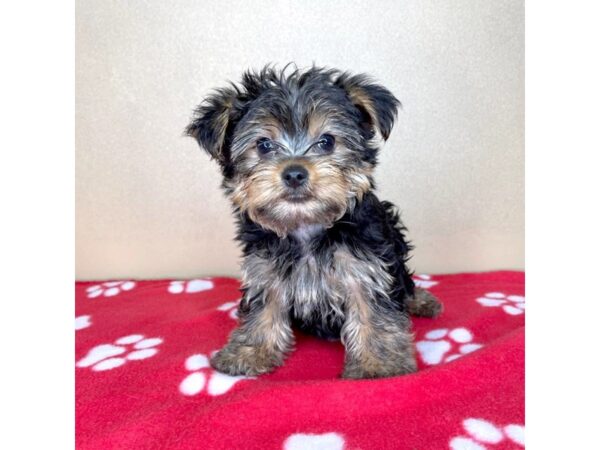 Yorkshire Terrier DOG Male Black / Tan 2317 Petland Florence, Kentucky