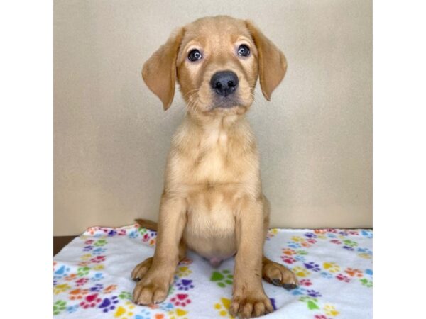 Labrador Retriever-DOG-Male-Yellow-2318-Petland Florence, Kentucky