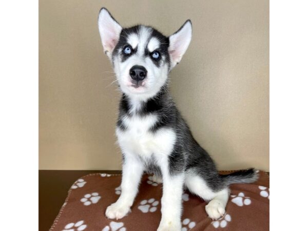 Siberian Husky DOG Male Black / White 2319 Petland Florence, Kentucky