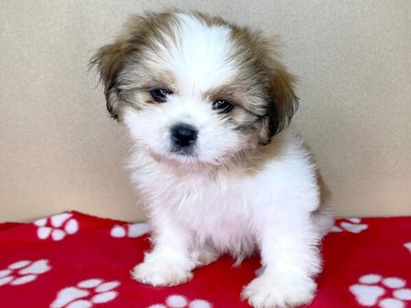 Shih Tzu DOG Male Red / White 2320 Petland Florence, Kentucky