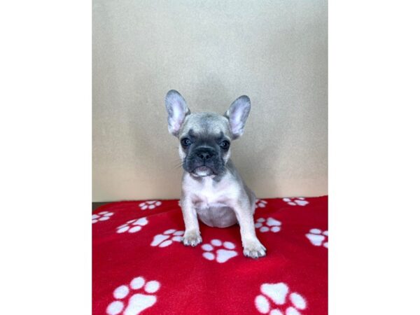 French Bulldog DOG Female Blue Cream 2321 Petland Florence, Kentucky