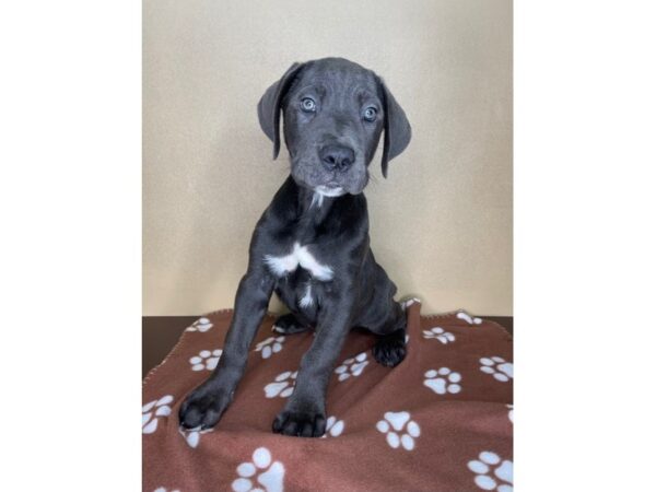 Cane Corso DOG Male Blue 2322 Petland Florence, Kentucky