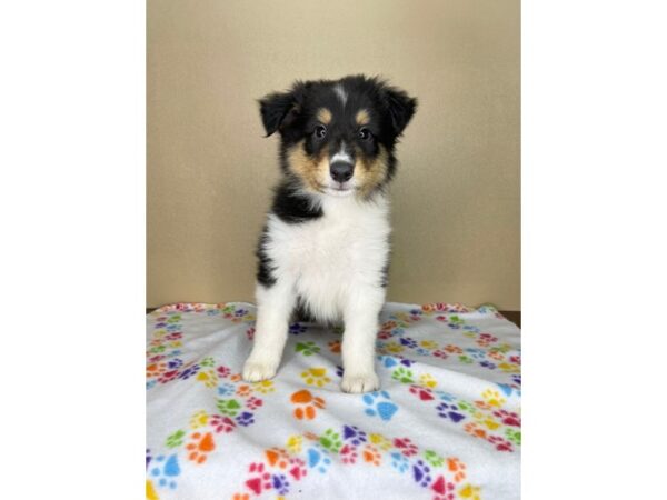 Collie DOG Female 2323 Petland Florence, Kentucky