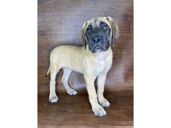 English Mastiff DOG Female Fawn 2309 Petland Florence, Kentucky