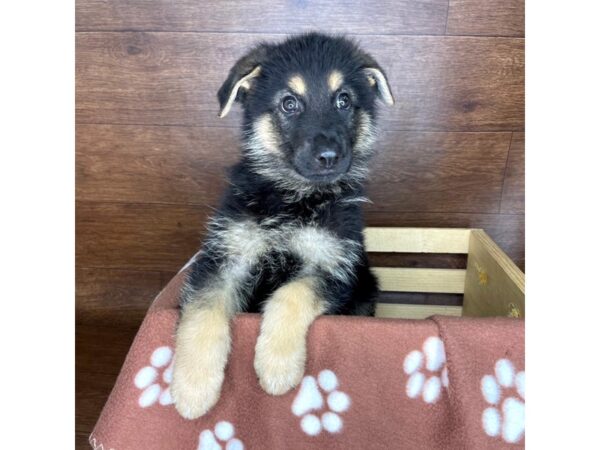 German Shepherd DOG Male Black & Tan 2342 Petland Florence, Kentucky