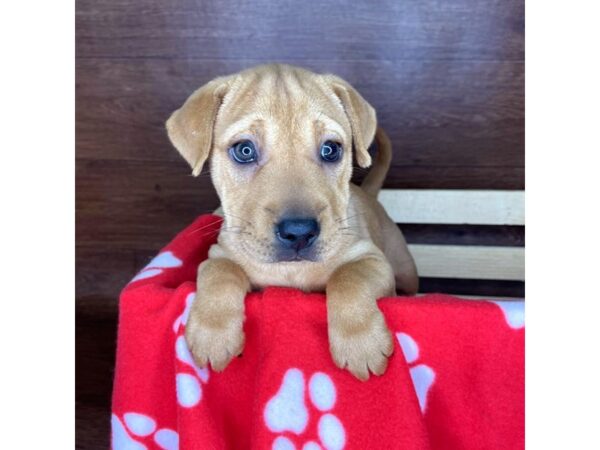 Beagle/Shar Pei DOG Female Red 2341 Petland Florence, Kentucky