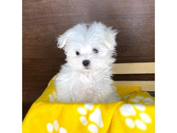 Maltese DOG Male White 2339 Petland Florence, Kentucky