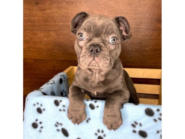 French Bulldog-DOG-Male-Blue-2338-Petland Florence, Kentucky