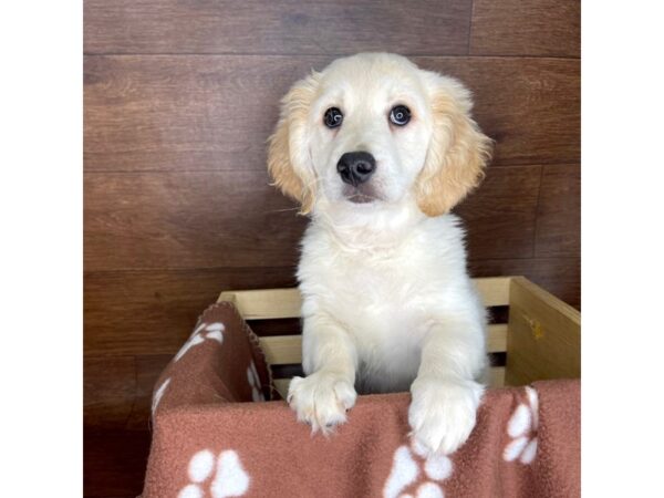 Goldendoodle DOG Male Cream 2337 Petland Florence, Kentucky