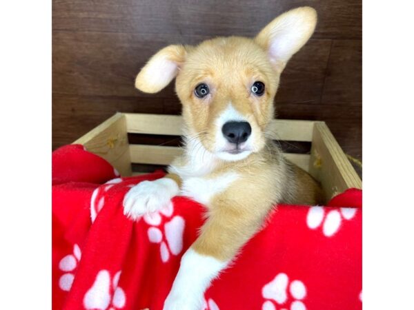 Pembroke Welsh Corgi DOG Female Sable / White 2336 Petland Florence, Kentucky