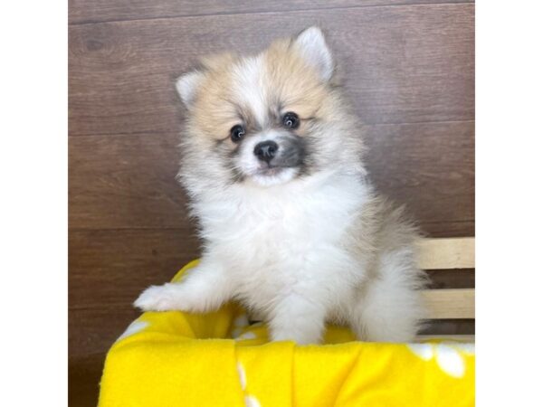 Pomeranian-DOG-Male-Orange-2335-Petland Florence, Kentucky