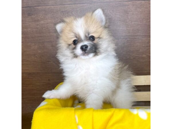 Pomeranian DOG Male Orange 2335 Petland Florence, Kentucky