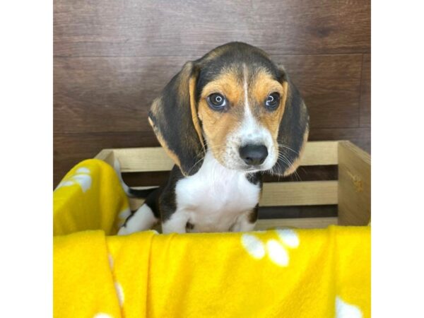 Beagle DOG Male Black Tan / White 2334 Petland Florence, Kentucky