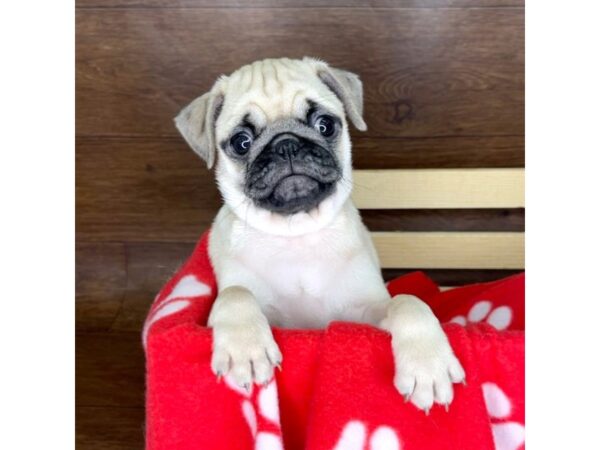 Pug DOG Male Fawn 2333 Petland Florence, Kentucky