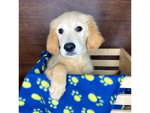 Golden Retriever DOG Female Golden 2332 Petland Florence, Kentucky