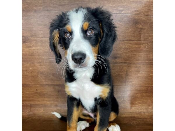 Bernese Mountain Dog-DOG-Male-Black Rust / White-2331-Petland Florence, Kentucky