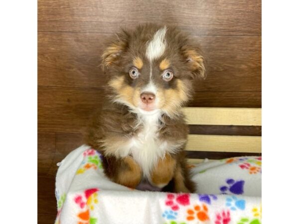 Miniature Australian Shepherd DOG Female Red 2330 Petland Florence, Kentucky