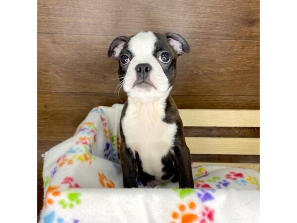 Boston Terrier DOG Male Brindle 2329 Petland Florence, Kentucky