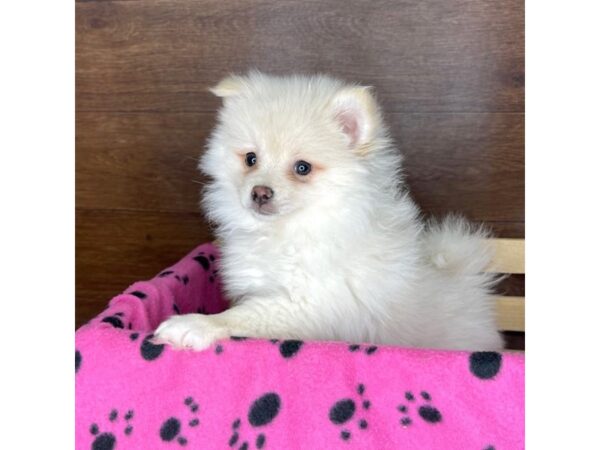 Pomeranian DOG Male Cream 2328 Petland Florence, Kentucky