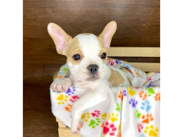 French Bulldog-DOG-Female-Cream-2327-Petland Florence, Kentucky