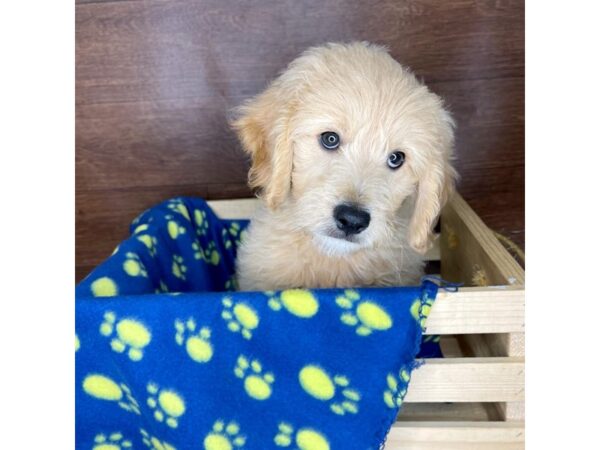 Goldendoodle Mini DOG Male Apricot 2326 Petland Florence, Kentucky