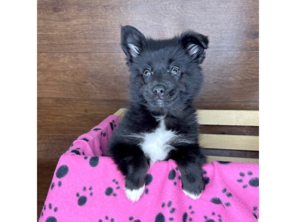 Pomsky 2nd Gen DOG Male Black 2325 Petland Florence, Kentucky