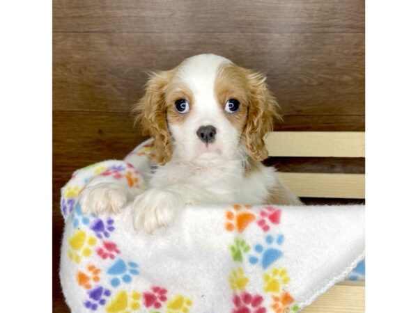 Cavalier King Charles Spaniel DOG Male Blenheim / White 2324 Petland Florence, Kentucky