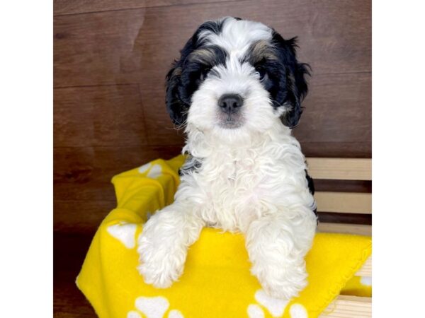 Cavapoo DOG Female Black White / Tan 2355 Petland Florence, Kentucky