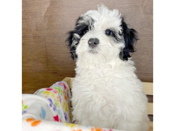 Bernedoodle Mini 2nd Gen-DOG-Female-Black White / Tan-2354-Petland Florence, Kentucky