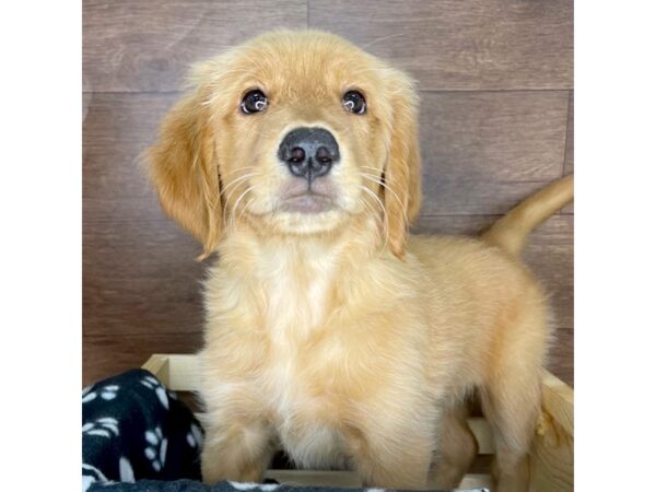 Golden Retriever-DOG-Female-Golden-2352-Petland Florence, Kentucky