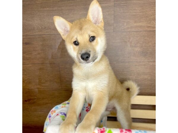 Shiba Inu DOG Male Red Sesame 2351 Petland Florence, Kentucky