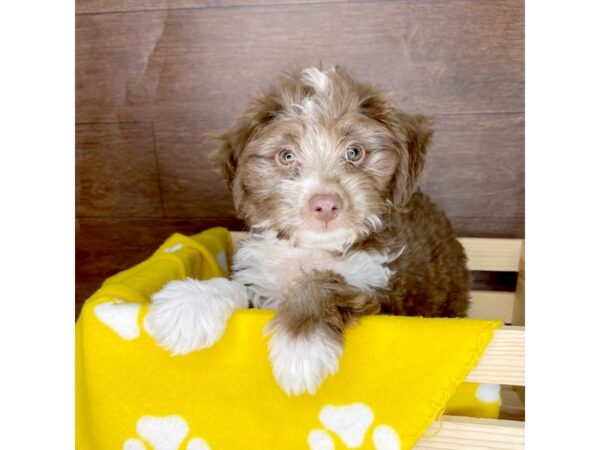 Aussiedoodle Mini DOG Male Chocolate 2350 Petland Florence, Kentucky