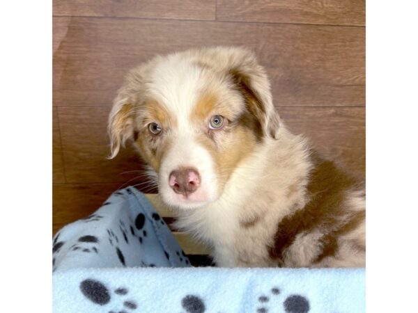 Australian Shepherd DOG Male Red Merle 2346 Petland Florence, Kentucky