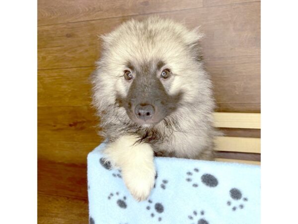 Keeshond-DOG-Male-Silver Sable-2345-Petland Florence, Kentucky