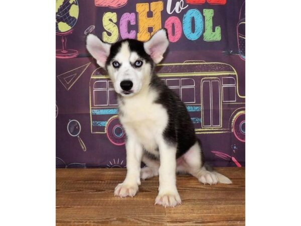 Siberian Husky DOG Male Black / White 2395 Petland Florence, Kentucky