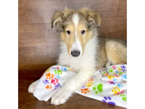 Collie DOG Male Tan and White 2375 Petland Florence, Kentucky