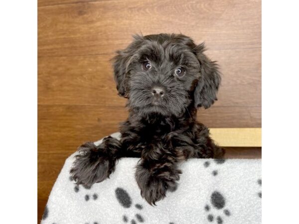 Yorkiepoo DOG Female Black 2374 Petland Florence, Kentucky