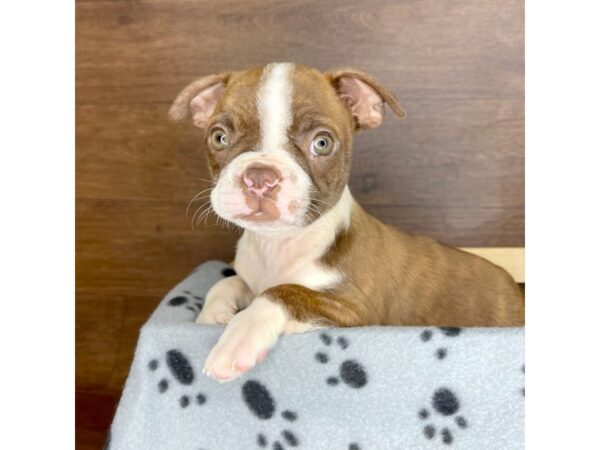 Boston Terrier DOG Male Red / White 2373 Petland Florence, Kentucky