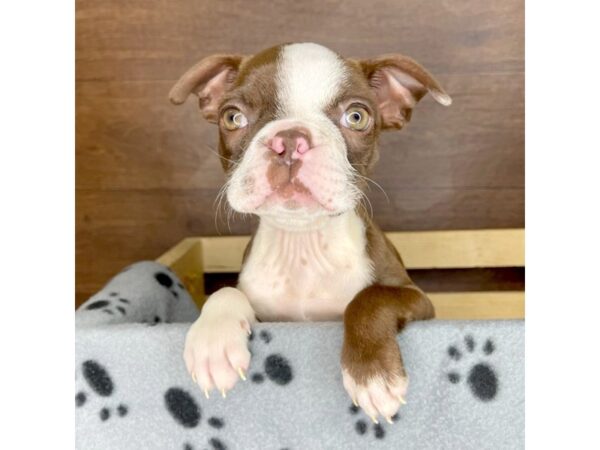 Boston Terrier DOG Female Red / White 2372 Petland Florence, Kentucky