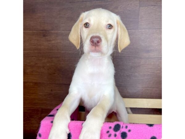 Labrador Retriever DOG Male Yellow 2371 Petland Florence, Kentucky