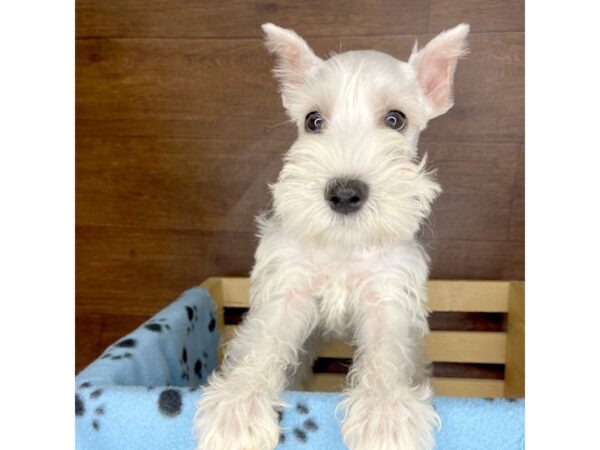 Miniature Schnauzer DOG Male White 2369 Petland Florence, Kentucky