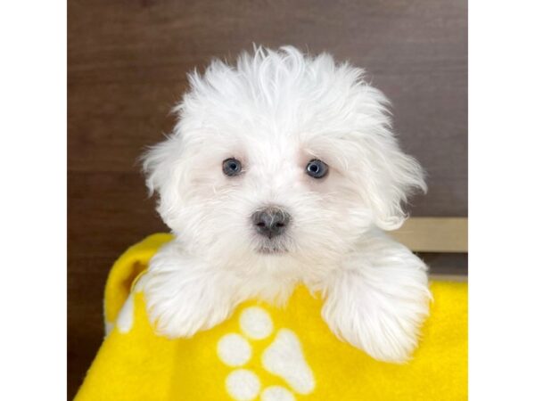 Maltese DOG Male White 2367 Petland Florence, Kentucky