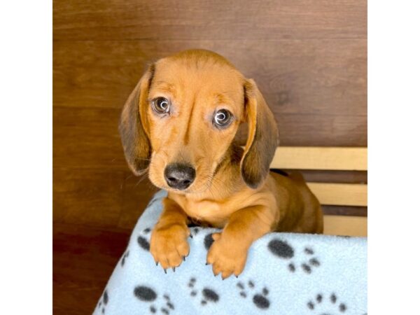 Dachshund DOG Male Wild Boar 2365 Petland Florence, Kentucky